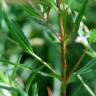 Fotografia 6 da espécie Epilobium tetragonum subesp. tetragonum do Jardim Botânico UTAD