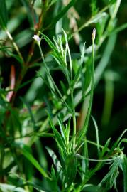 Fotografia da espécie Epilobium tetragonum subesp. tetragonum