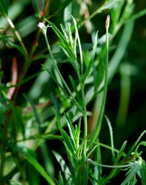 Fotografia 7 da espécie Epilobium tetragonum subesp. tetragonum no Jardim Botânico UTAD