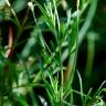 Fotografia 7 da espécie Epilobium tetragonum subesp. tetragonum do Jardim Botânico UTAD