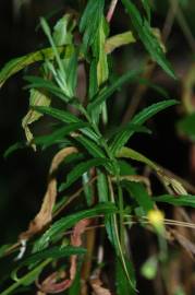 Fotografia da espécie Epilobium tetragonum subesp. tetragonum