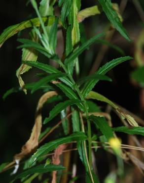 Fotografia 8 da espécie Epilobium tetragonum subesp. tetragonum no Jardim Botânico UTAD