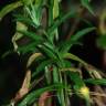 Fotografia 8 da espécie Epilobium tetragonum subesp. tetragonum do Jardim Botânico UTAD