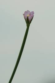 Fotografia da espécie Epilobium tetragonum subesp. tetragonum