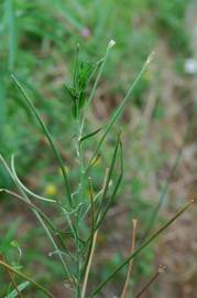 Fotografia da espécie Epilobium tetragonum subesp. tetragonum