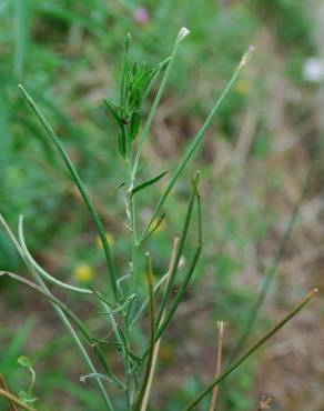 Fotografia 10 da espécie Epilobium tetragonum subesp. tetragonum no Jardim Botânico UTAD