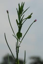 Fotografia da espécie Epilobium tetragonum subesp. tetragonum