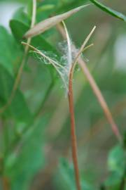 Fotografia da espécie Epilobium tetragonum subesp. tetragonum