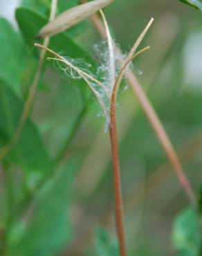 Fotografia 12 da espécie Epilobium tetragonum subesp. tetragonum no Jardim Botânico UTAD