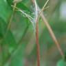 Fotografia 12 da espécie Epilobium tetragonum subesp. tetragonum do Jardim Botânico UTAD