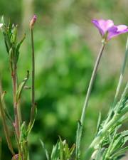 Fotografia da espécie Epilobium tetragonum