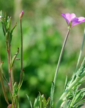 Fotografia 1 da espécie Epilobium tetragonum subesp. tetragonum no Jardim Botânico UTAD