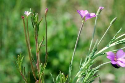 Fotografia da espécie Epilobium tetragonum subesp. tetragonum