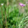 Fotografia 1 da espécie Epilobium tetragonum subesp. tetragonum do Jardim Botânico UTAD