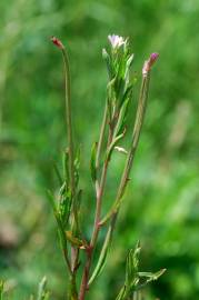 Fotografia da espécie Epilobium tetragonum subesp. tetragonum