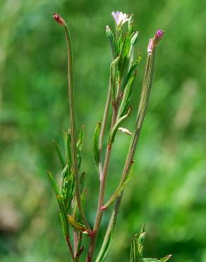 Fotografia 13 da espécie Epilobium tetragonum subesp. tetragonum no Jardim Botânico UTAD