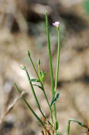 Fotografia da espécie Epilobium tetragonum subesp. tetragonum