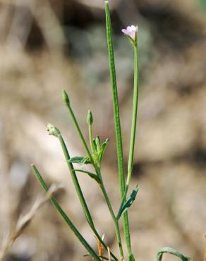 Fotografia 14 da espécie Epilobium tetragonum subesp. tetragonum no Jardim Botânico UTAD