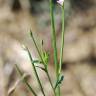 Fotografia 14 da espécie Epilobium tetragonum subesp. tetragonum do Jardim Botânico UTAD