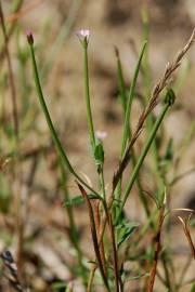 Fotografia da espécie Epilobium tetragonum subesp. tetragonum