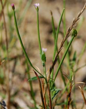 Fotografia 15 da espécie Epilobium tetragonum subesp. tetragonum no Jardim Botânico UTAD