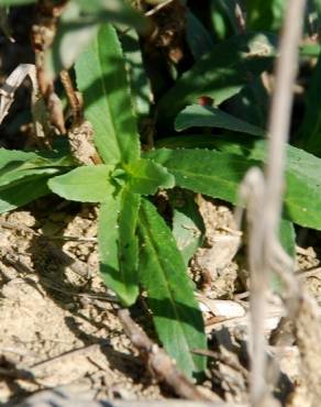 Fotografia 16 da espécie Epilobium tetragonum subesp. tetragonum no Jardim Botânico UTAD