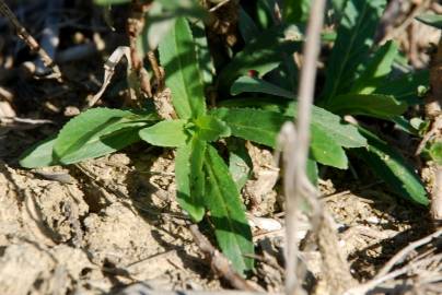 Fotografia da espécie Epilobium tetragonum subesp. tetragonum