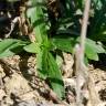 Fotografia 16 da espécie Epilobium tetragonum subesp. tetragonum do Jardim Botânico UTAD