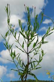 Fotografia da espécie Epilobium tetragonum subesp. tetragonum