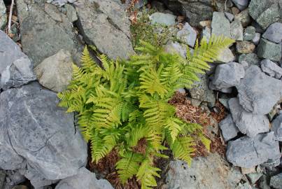 Fotografia da espécie Dryopteris filix-mas