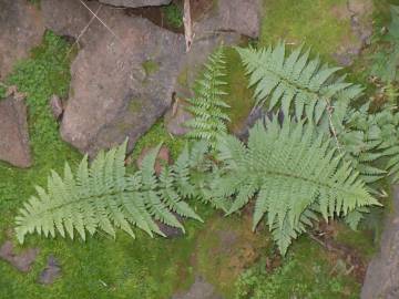 Fotografia da espécie Dryopteris filix-mas