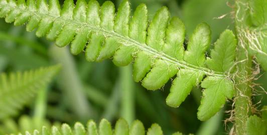 Fotografia da espécie Dryopteris filix-mas