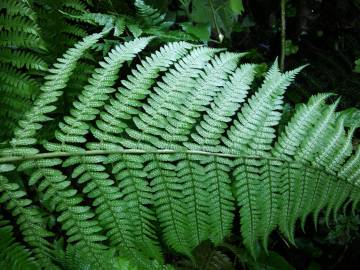 Fotografia da espécie Dryopteris filix-mas