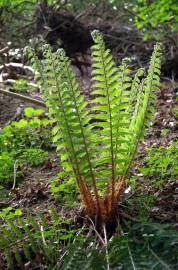 Fotografia da espécie Dryopteris filix-mas