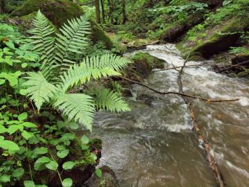 Fotografia da espécie Dryopteris filix-mas