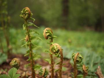 Fotografia da espécie Dryopteris filix-mas