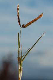 Fotografia da espécie Eleusine indica