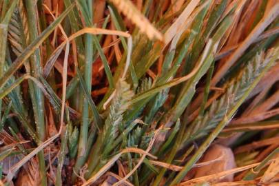 Fotografia da espécie Eleusine indica