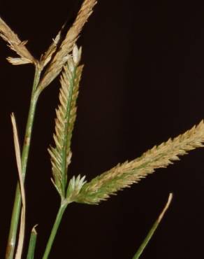 Fotografia 7 da espécie Eleusine indica no Jardim Botânico UTAD