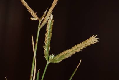 Fotografia da espécie Eleusine indica