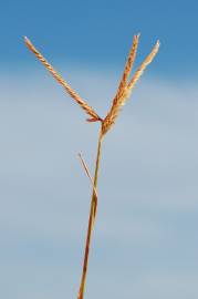 Fotografia da espécie Eleusine indica