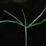 Fotografia 10 da espécie Eleusine indica do Jardim Botânico UTAD