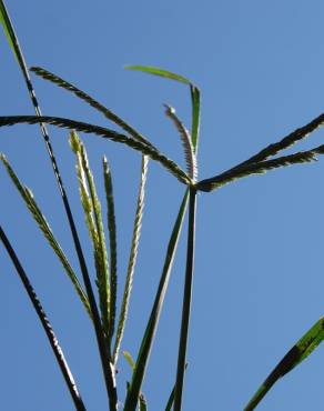 Fotografia 11 da espécie Eleusine indica no Jardim Botânico UTAD