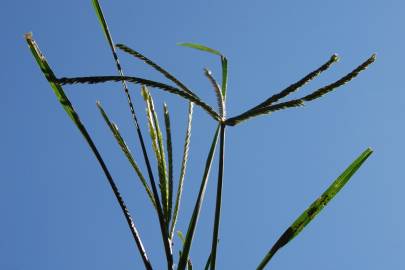 Fotografia da espécie Eleusine indica