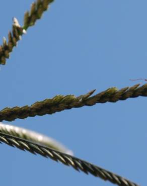 Fotografia 13 da espécie Eleusine indica no Jardim Botânico UTAD