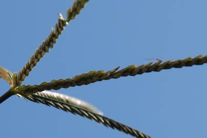 Fotografia da espécie Eleusine indica