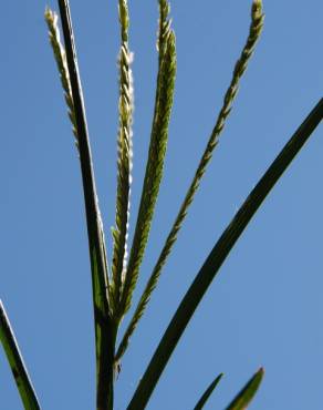 Fotografia 1 da espécie Eleusine indica no Jardim Botânico UTAD