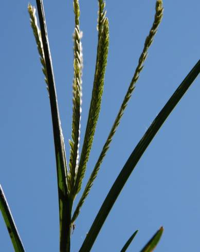 Fotografia de capa Eleusine indica - do Jardim Botânico