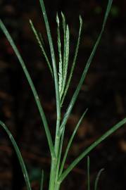 Fotografia da espécie Eleusine indica