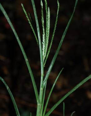 Fotografia 14 da espécie Eleusine indica no Jardim Botânico UTAD